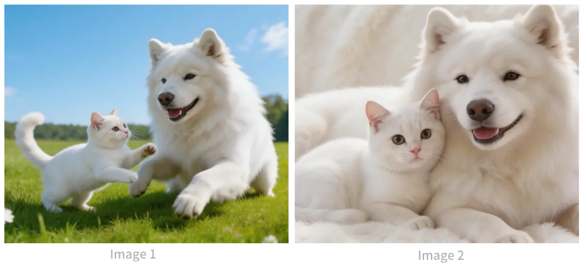 Images de Référence du Chat et du Chien